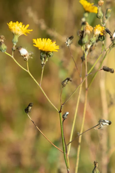 Gelbe Blütenwiese Löwenzahn — Stockfoto