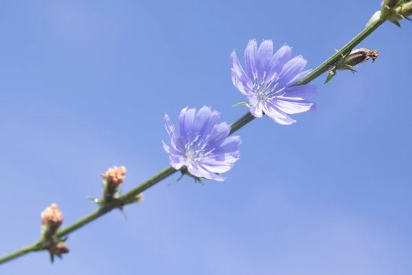Niebieskie Kwiaty Natura Cykorii — Zdjęcie stockowe