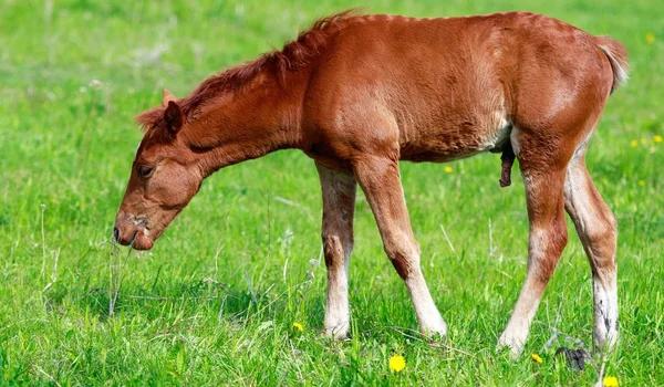 Primer Plano Del Caballo Campo Verde —  Fotos de Stock