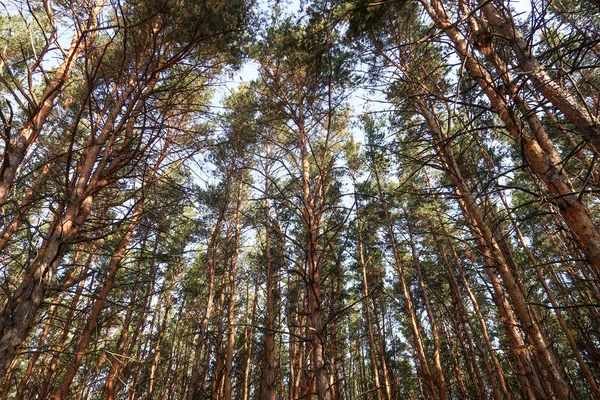 Borovice Lesní Pohled Zdola Obloze — Stock fotografie