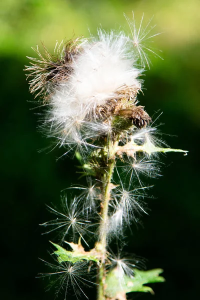 Weeds Other Grasses — Stock Photo, Image