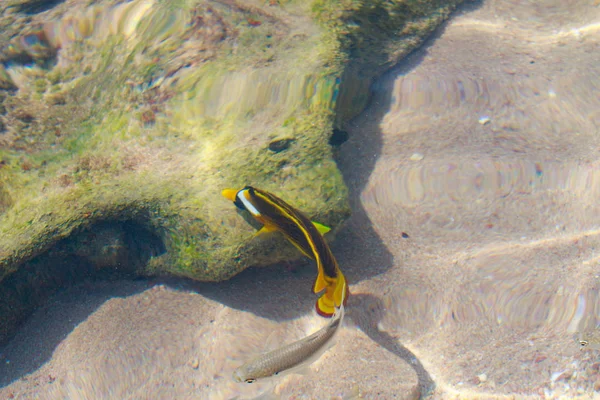 水によるデフォーカス サンゴ礁魚トップ ビュー — ストック写真