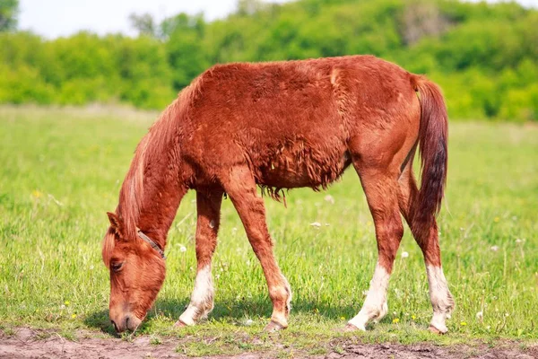 Caballo Sobre Hierba Verde —  Fotos de Stock