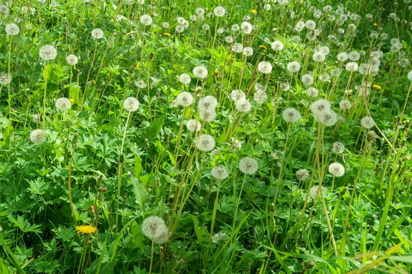 Weiße Löwenzahne Grüner Grasnarbe — Stockfoto