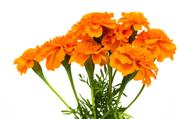 Tagetes Flowers Isolated White Background — Stock Photo, Image