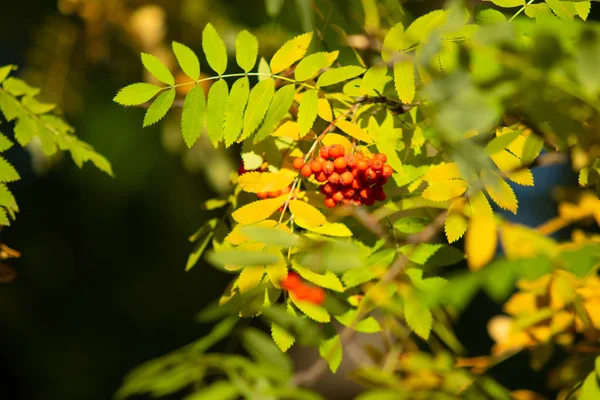 Bacche Rosse Albero Autunno Viburno Rowanberry — Foto Stock