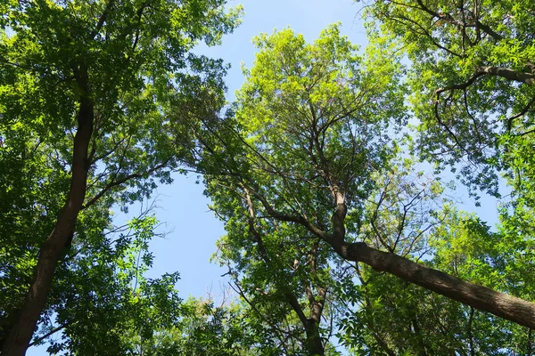 Árboles Verdes Contra Vista Del Cielo Azul Desde Parte Inferior — Foto de Stock