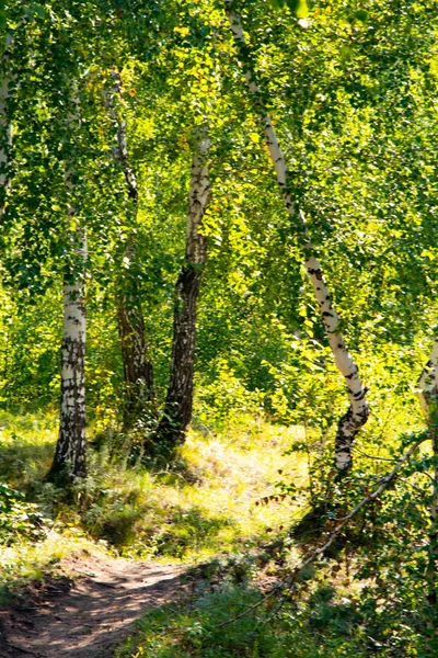 Huş Ağacı Orman Yaz Doğa Manzara — Stok fotoğraf