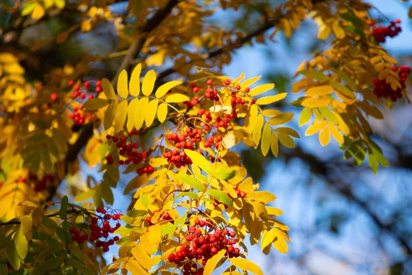 Červené Plody Stromě Jeřabinovo Kalina Podzimu — Stock fotografie