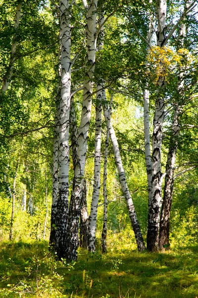 Björk Skog Sommaren Natur Landskap — Stockfoto