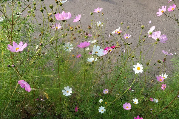 Leuchtende Blumen Der Natur Aus Nächster Nähe — Stockfoto