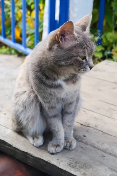 Şirin Kedi Açık Havada Doğa — Stok fotoğraf