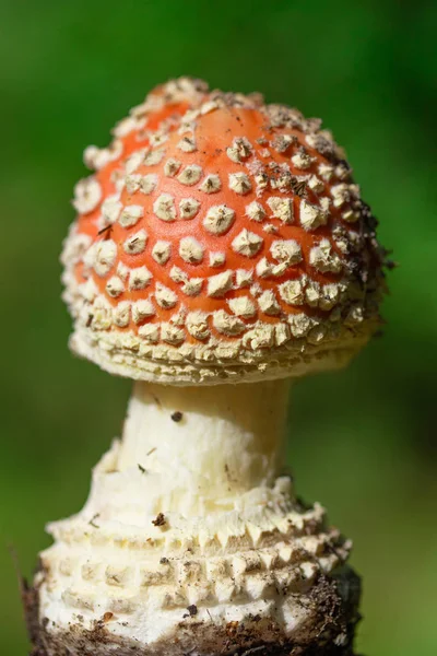 Amanita蘑菇特写 — 图库照片