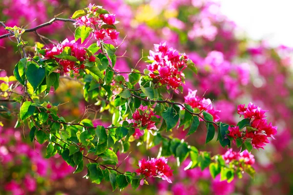 Bougainvillea Fleurs Lumineuses Paysage — Photo