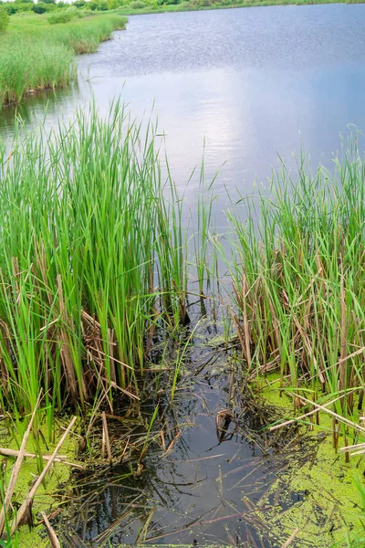 Ingresso Alla Canna Del Fiume — Foto Stock