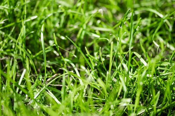 绿草与波克模糊的背景 — 图库照片