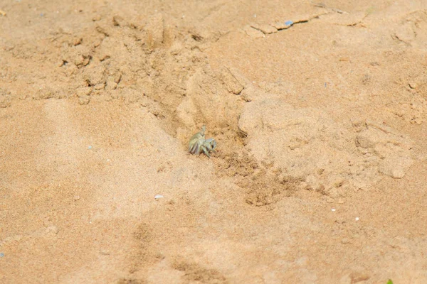 Sand Crab Sand Burrows — Stock Photo, Image