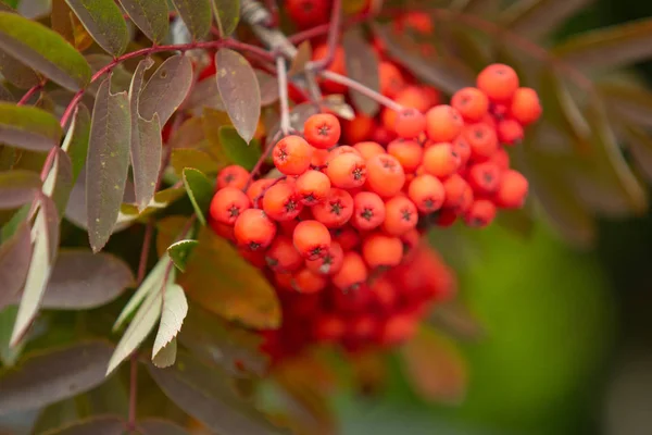 Rowan Árvore Verão Bagas Vermelhas Maduras — Fotografia de Stock