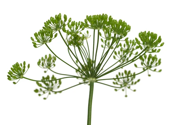 Färsk Dill Blommor Vit Bakgrund — Stockfoto