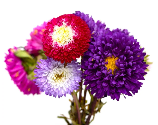 Aster Fiori Isolati Sfondo Bianco — Foto Stock