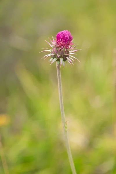 Flor Cardo Primer Plano Naturaleza — Foto de Stock