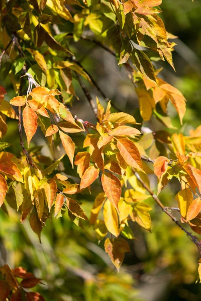 Feuilles Automne Multicolores Sur Paysage Arbres — Photo