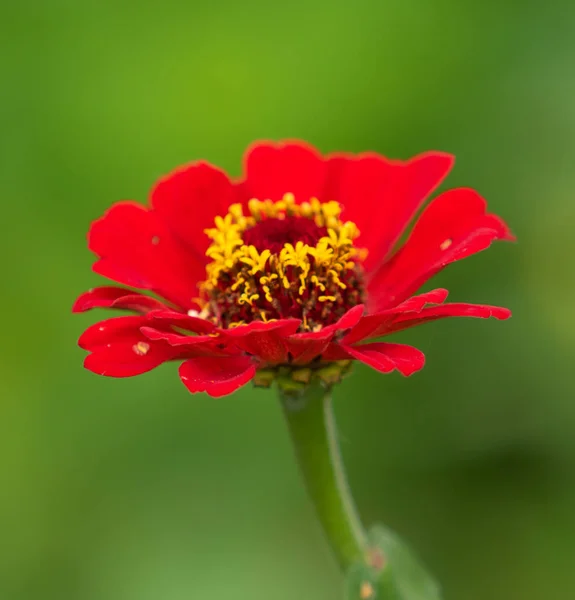 Red Flower Close — Stock Photo, Image