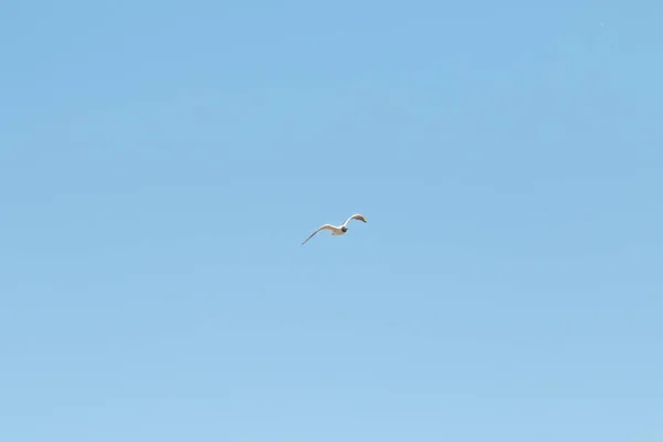 Cielo Azul Nubes Blancas Día — Foto de Stock