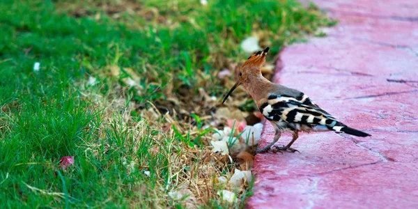 Abubilla Pájaro Hierba Verde — Foto de Stock