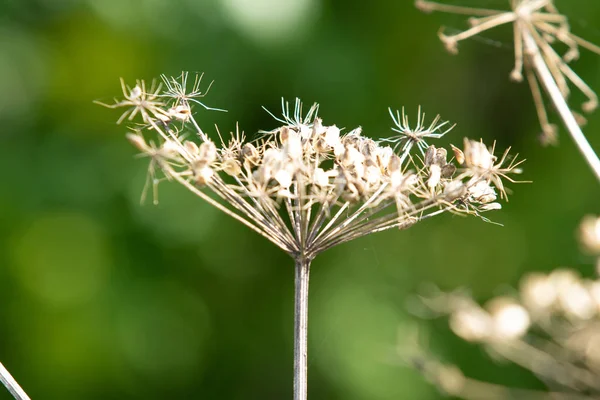 Dry Flower Dill Nature — Stock Photo, Image