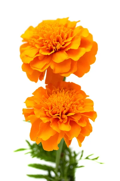 Tagetes Flowers Isolated White Background — Stock Photo, Image