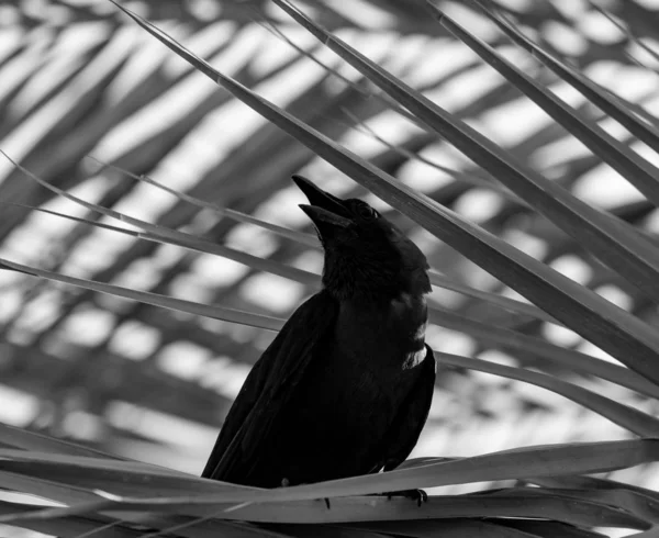 crow on the tree, black and white photo