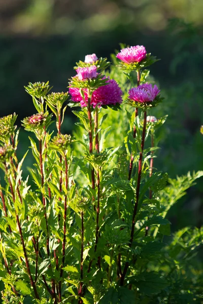 Fiori Lucenti Natura Primo Piano — Foto Stock