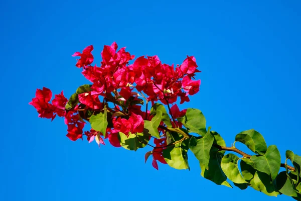 鮮やかなブーゲンビリアの花風景します — ストック写真