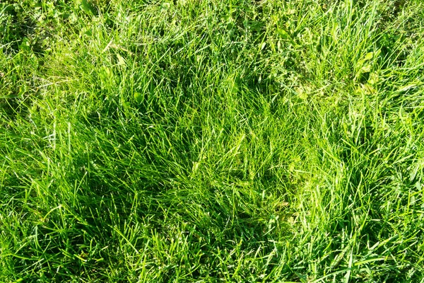 绿草与波克模糊的背景 — 图库照片