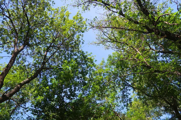 Arbres Verts Contre Ciel Bleu Vue Bas — Photo