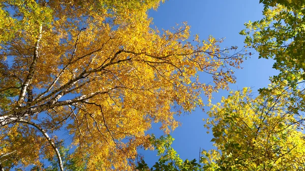 Folhas Árvores Vista Baixo Para Céu Paisagem Outono — Fotografia de Stock