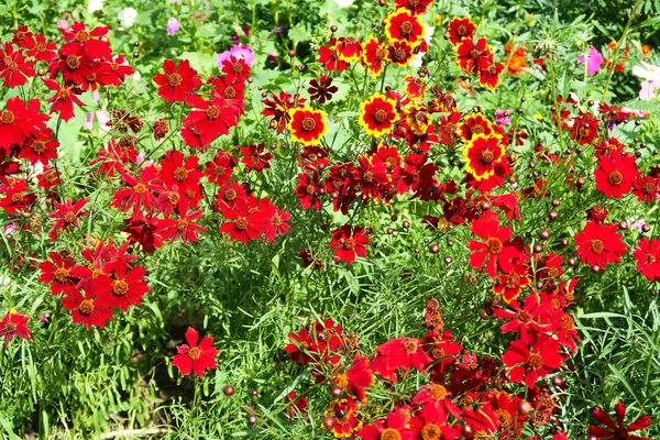 Coreopsis Barwnik Kwiaty Natura — Zdjęcie stockowe