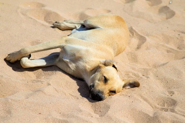 Gele Hond Ligt Het Gele Zand — Stockfoto
