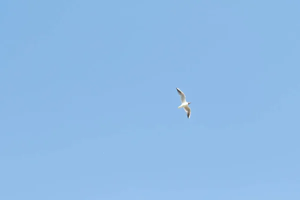 Aves Gaviotas Cielo Azul Nubes Blancas Día —  Fotos de Stock