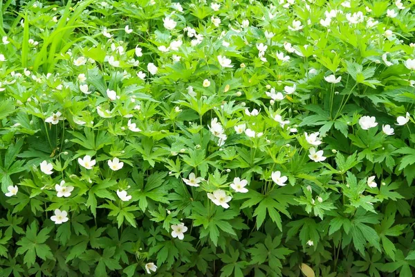 Vita Blommor Vitsippa Eller Windflower Grönt Bladverk — Stockfoto