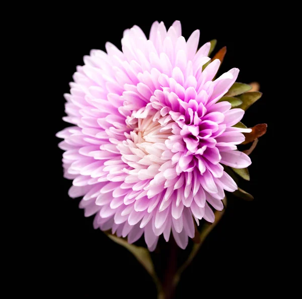 Flores Aster Isolado Fundo Preto — Fotografia de Stock