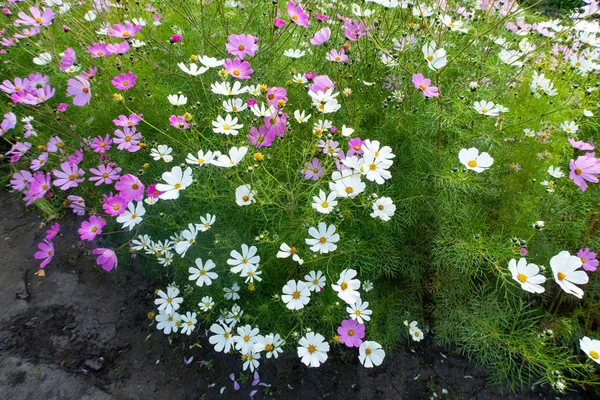 Kosmos Blumen Natur Nahaufnahme Landschaft — Stockfoto