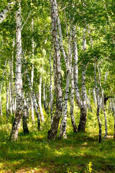 Birch Forest Summer Nature Landscape — Stock Photo, Image