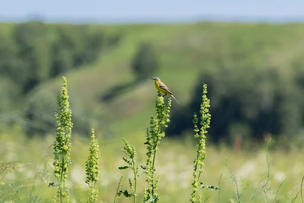 Goldfinch Americano Grama Verde — Fotografia de Stock