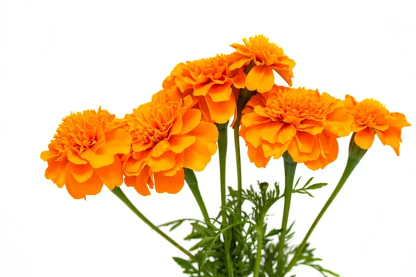 Tagetes Beyaz Arka Plan Üzerinde Izole Çiçek — Stok fotoğraf