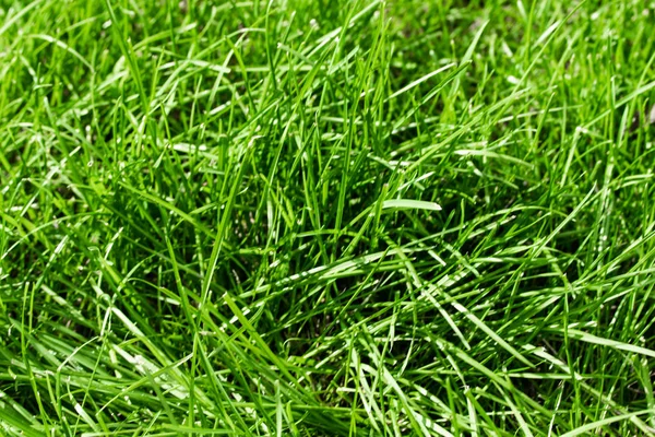 Grönt Gräs Med Bokeh Suddig Bakgrund — Stockfoto