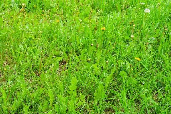 Juicy Green High Grass Field — Stock Photo, Image