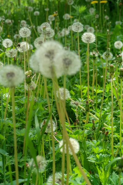 Denti Leone Bianchi Erba Verde Natura — Foto Stock