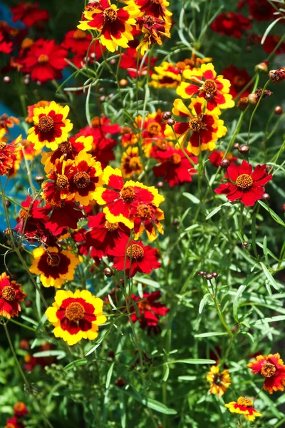 Coreopsis Kleurstof Bloemen Natuur — Stockfoto